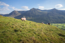 Scottish Blackface Sheep (Ovis Aries) On A Hillside In An English Countryside Landscape With Mountain View At Newlands Valley In The Lake District, Cumbria, England.