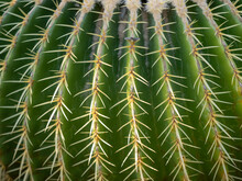 Cactus Up Close In Macro Shot With The Pointy Pickers Sticking Out All Over On The Green Desert Plant In Nature.