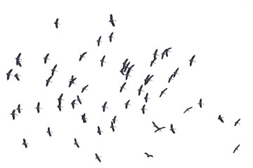 Wall Mural - Flocks of flying birds isolated on white background. Save with clipping path.