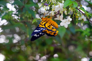 Wall Mural - Zigzag Flat is sucking nectar from flowers.