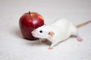 Wall Mural - A cute white decorative rat sits next to a juicy and ripe red apple. Rodent close-up.