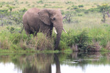 Fototapeta Sawanna - elephants