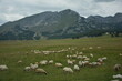 Schafherde grast auf einer grünen Weide im Durmitor Nationalpark mit Bergmassiv im Hintergrund bei Zabljak in Montenegro