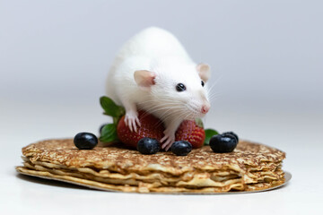 Wall Mural - A cute white decorative rat sits on delicious pancakes with strawberries and blueberries.