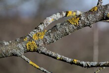 Yellow Moss And Fungus Parasite On A Tree Branch.