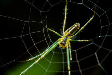 spider on a web