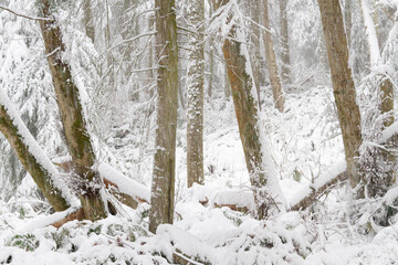 Wall Mural - A forest covered in snow during a winter snow storm