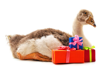 Canvas Print - Goose and gift boxes.