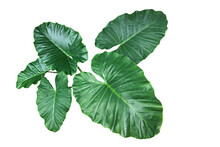 Heart Shaped Green Leaves Of Elephant Ear Or Giant Taro (Alocasia Species), Tropical Rainforest Foliage Garden Plant Isolated On White Background With Clipping Path.