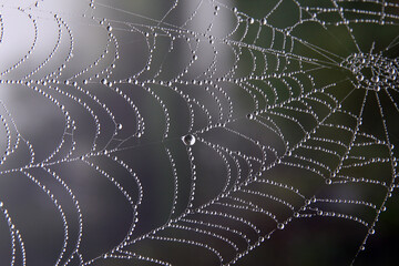 Spiderweb on natural rain background close-up. Spiderweb with drops of rain pattern in dark green light. Spiderweb texture with morning rain abstract bokeh. Partial blur view lines spider web necklace