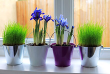 Blue Iris Flowers Growing In Pots On A Window Ledge