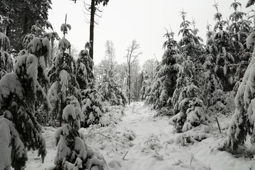 Wall Mural - Winter landscape of snow-covered pine trees