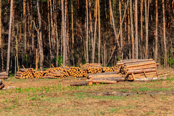 Wall Mural - Stacked tree trunks felled by the logging timber industry in pine forest