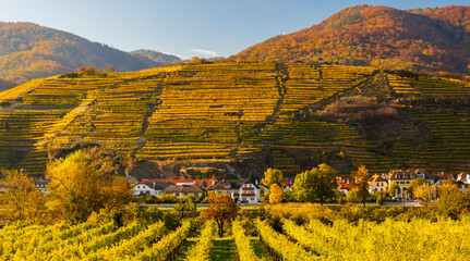 Canvas Print - autumn vineyard and Spitz in Wachau region, Austria