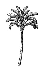 Canvas Print - ink sketch of ravenala palm.