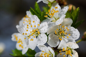 Wall Mural - Blooming plum in drops of rain close up