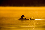 Fototapeta Morze - Common Loon family taken in central MN