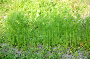 Sticker - Selective shot of the bunches of the green coriander plants growing on the farm