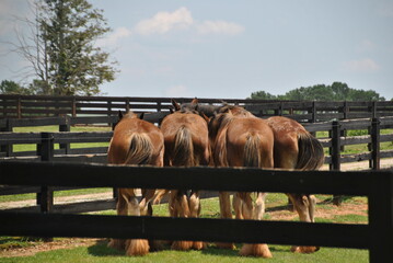 horses in a field