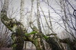 Krzywe drzewa w Kaliszu