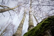 Krzywe drzewa w Kaliszu