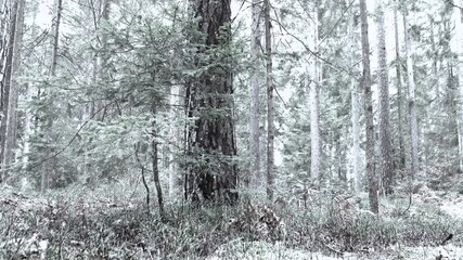 Wall Mural - Winter snowy white forest closeup with beautiful falling snowflakes