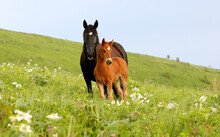 Horse An Foal In The Flower Field