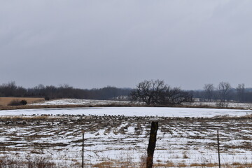 Canvas Print - Snowy Field with a Pond