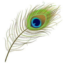 Peacock Feather Realistic In Boho Style. Luxury Design.