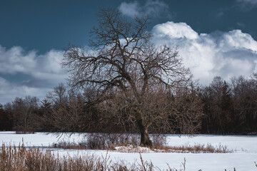 Wall Mural - rural farm winter scenes of the forest and paths with beautiful sun setting skies in ontario canada 