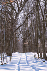 Wall Mural - rural farm winter scenes of the forest and paths with beautiful sun setting skies in ontario canada 