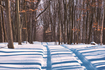 Wall Mural - rural farm winter scenes of the forest and paths with beautiful sun setting skies in ontario canada 