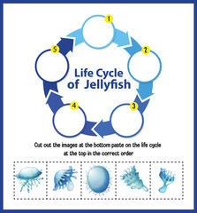 Wall Mural - Diagram showing life cycle of Jellyfish
