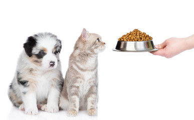 Poster - Owner feeds cat and dog with a dry food. isolated on white background