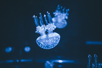 blue background jellyfish sea aquarium beautiful 