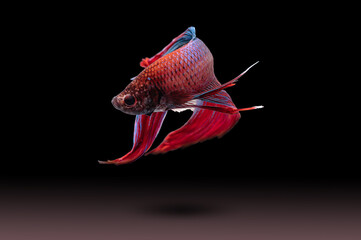 Wall Mural - Betta fish, siamese fighting fish (Halfmoon betta )isolated on black background