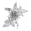 © cat_arch_angel - vector drawing passion flower