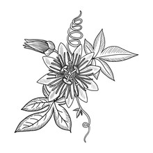 Vector Drawing Passion Flower