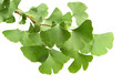 © zcy - Ginkgo biloba fresh leaves on white background