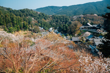 Wall Mural - Panoramic view of Hasedera temple at spring in Nara, japan