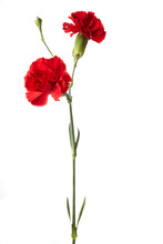 Beautiful Red Carnation Flowers Isolated On White Background