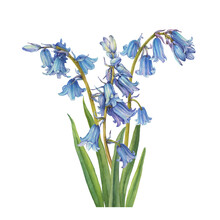 Bouquet With Blue Hyacinthus Flower (bluebell, Hyacinthoides Massartiana, Wild Hyacinth, Fairy Flower, Bell Bottle, Snowdrop). Watercolor Hand Drawn Painting Illustration Isolated On White Background.