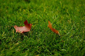 autumn leaves on grass