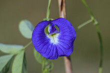 Beautiful Purple Butterfly Pea Of Clitoria Flower