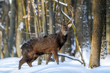 Wall Mural - Roe deer in the winter forest. Animal in natural habitat