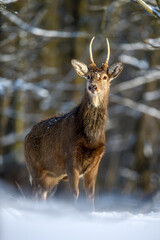 Sticker - Roe deer in the winter forest. Animal in natural habitat