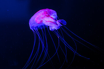 Poster - Close-Up Of Jellyfish In Sea