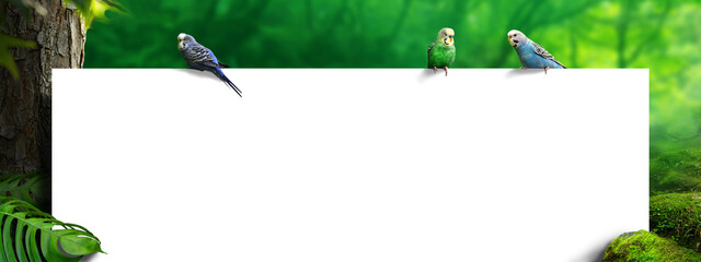 White board with parakeet birds in a tropical rainforest. Advertising concept with copy space.