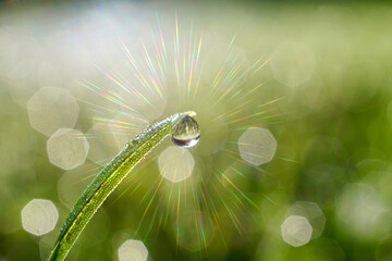 raindrop on the green grass in rainy days in spring season