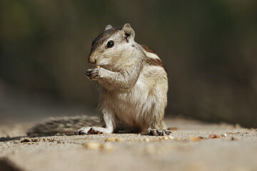 Sticker - Selective focus shot of a cute Indian palm squirrel or three-striped palm squirrel eating biscuits